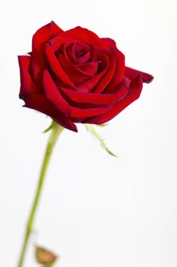 Beyaz arkaplanda kırmızı gül