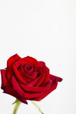 Beyaz arkaplanda kırmızı gül