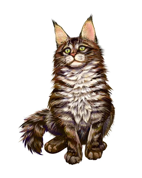 Maine Coon sentado y mirando hacia otro lado, aislado en blanco — Vector de stock