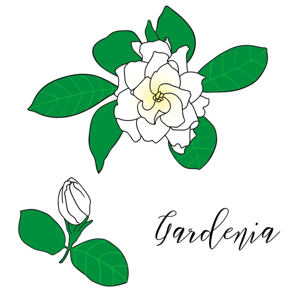 Gardenia jasminoides, cape jasmine, danh-danh. Hand drawn botanical vector illustration. Decoration for cards, wedding invitations, tropical design