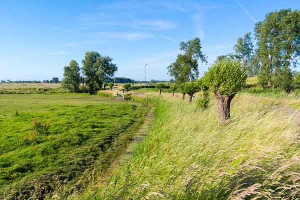 Paisagem polder com salgueiros atados, Países Baixos — Fotografia de Stock