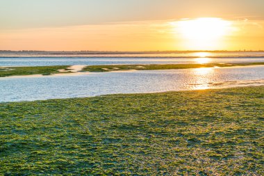 Deniz yosunu sahada Waddensea sulak, Hollanda
