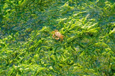 Shore Yengeç yürüyüş üzerinde deniz yosunu, Waddensea, Hollanda