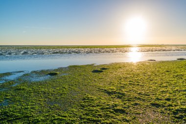 Deniz yosunu sahada Waddensea sulak, Hollanda