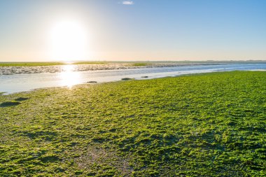 Deniz yosunu sahada Waddensea sulak, Hollanda