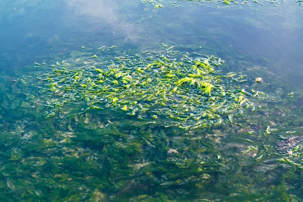 Морской Салат Лактук Ульва Плавающий Поверхности Воды Водой Время Отлива — стоковое фото