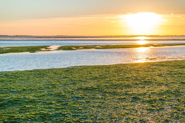 Seaweed field on Waddensea wetlands, Netherlands — Stock Photo, Image