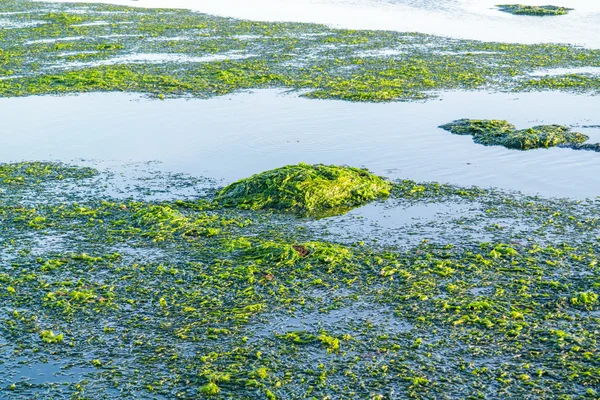 Pływające Morską Sałatę Ulva Lactuca Powierzchni Wody Czasie Odpływu Waddensee — Zdjęcie stockowe