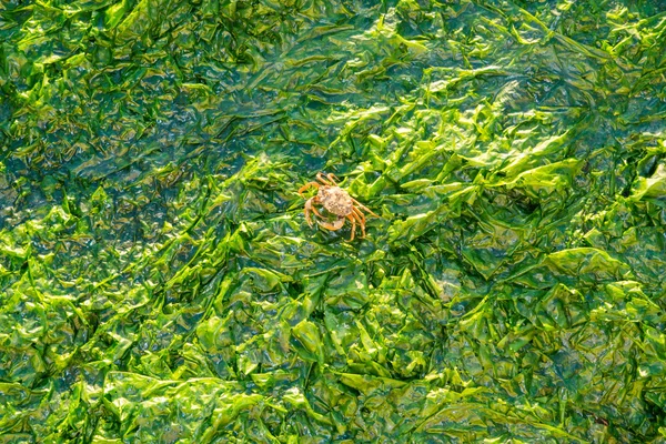 Krab brzegu chodzenie na wodorostów, Waddensee, Holandia — Zdjęcie stockowe