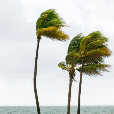 Palm trees in tropical storm, Fort Lauderdale, USA clipart
