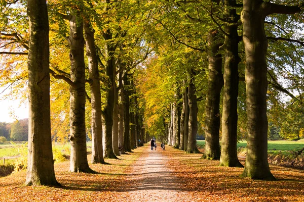 Ludzie chodzą na lane w jesieni, Holandia — Zdjęcie stockowe