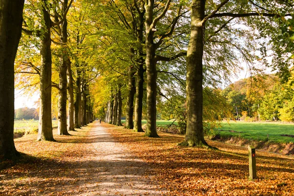 Lane with tree trunks in autumn, Netherlands