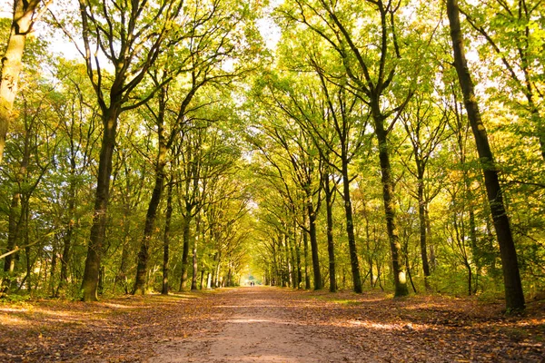 在秋天的一个阳光明媚的日子里 肮脏的道路上覆盖着落叶和树干 荷兰格拉夫兰 — 图库照片