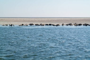Grup mühürler üzerinde kum banka Waddensea, Hollanda
