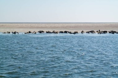 Group of seals resting on sand bank in Waddensea, Netherlands clipart