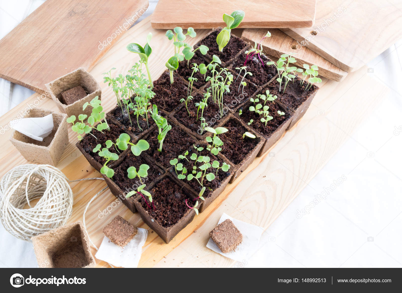Seedlings of herbs and vegetables in peat pots — Stock Photo © Tasfoto
