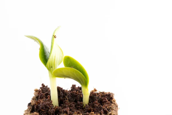 Zaailingen van courgette of courgette in turf pot — Stockfoto