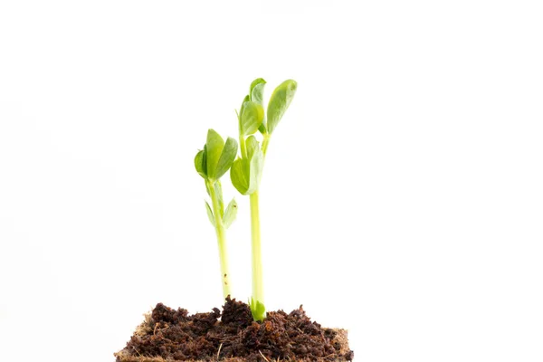 Yeşil bezelye turba tencerede fidan