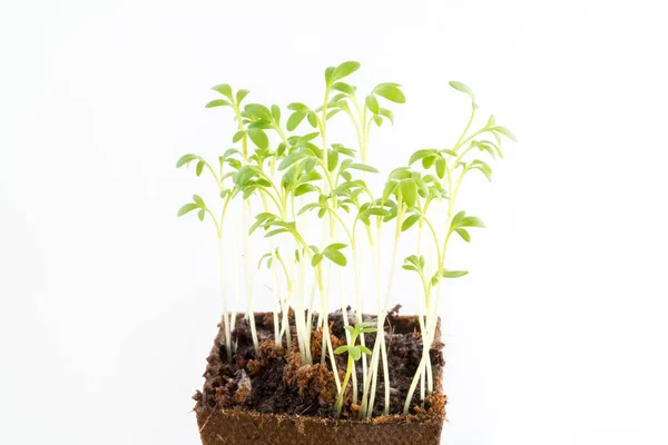 Mudas de agrião de jardim no pote de turfa — Fotografia de Stock