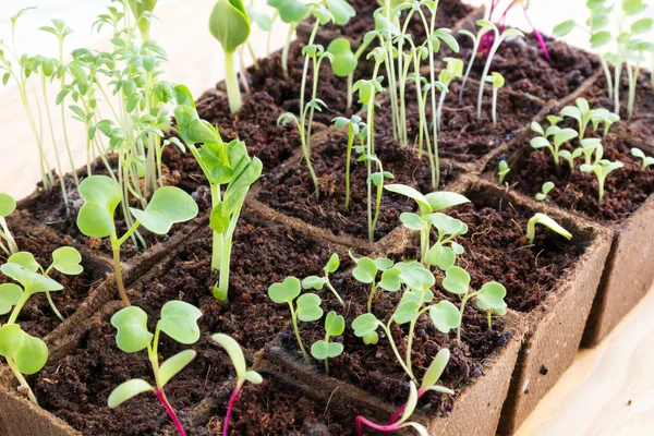 Mudas de ervas e legumes em vasos de turfa — Fotografia de Stock