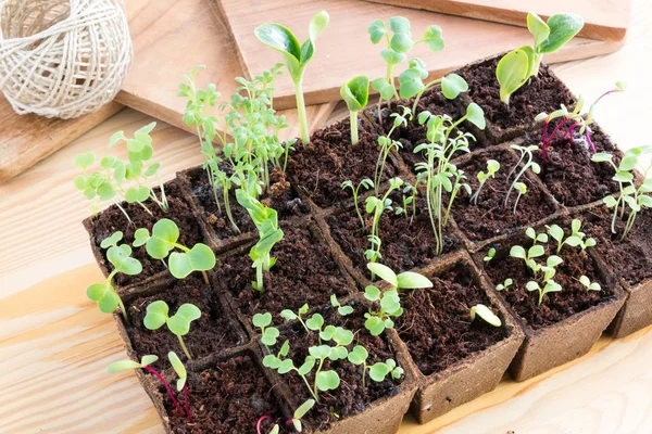 Plántulas de hierbas y verduras en macetas de turba — Foto de Stock