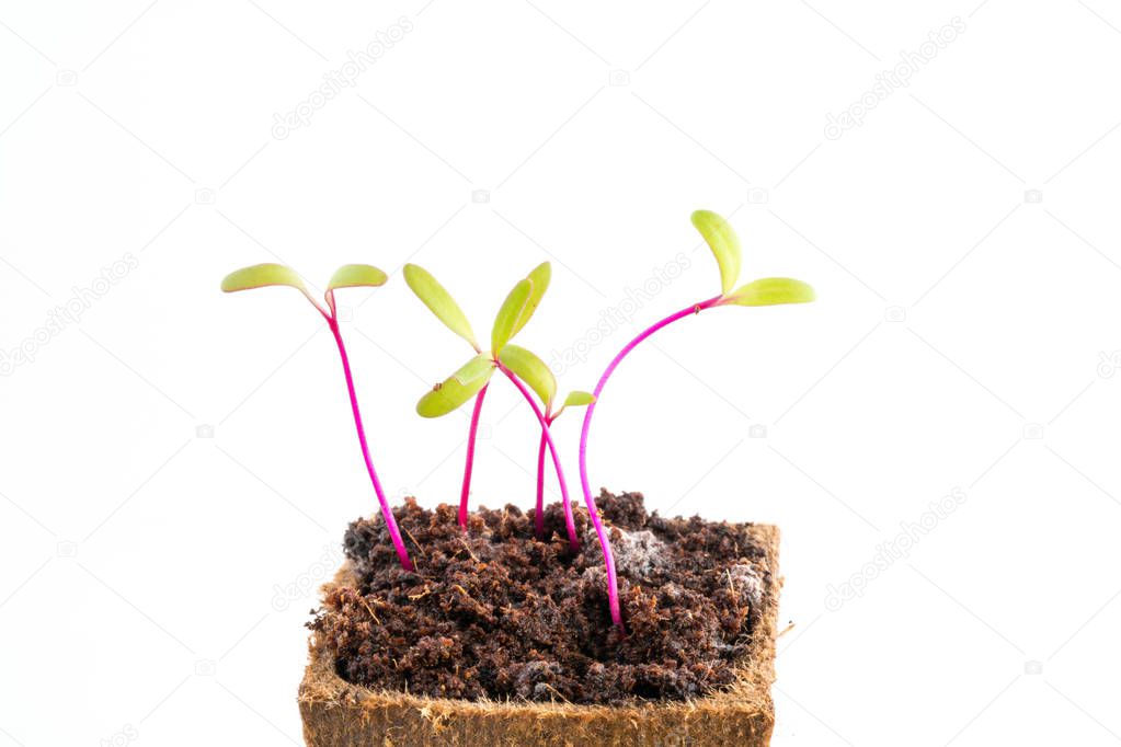 Seedlings of beetroot or red beet in peat pot