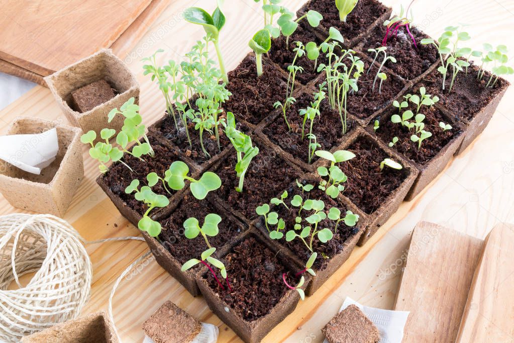 Seedlings of herbs and vegetables in peat pots