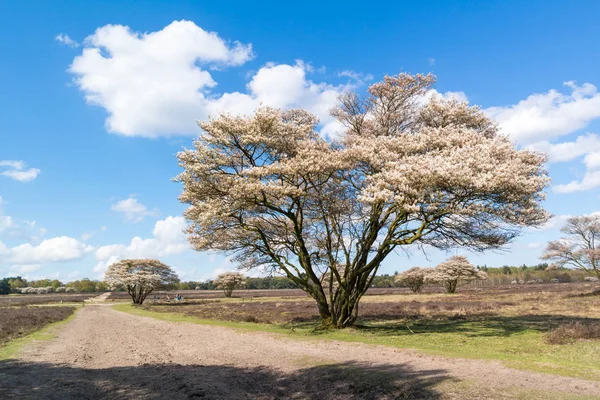 Kantár kerti ösvény és serviceberry tavaszán, Hollandia — Stock Fotó