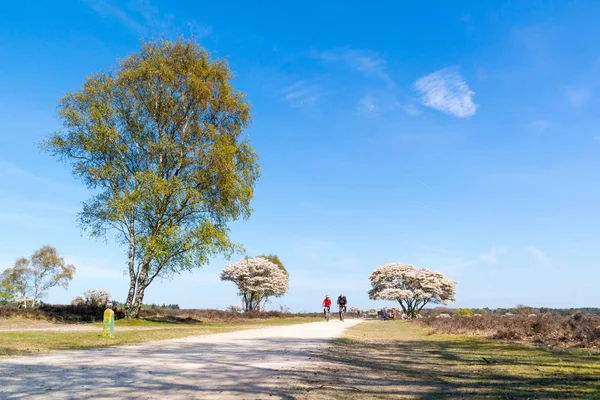 Kerékpárosok ciklus elérési útját és a serviceberry fa virágzik, Netherl — Stock Fotó