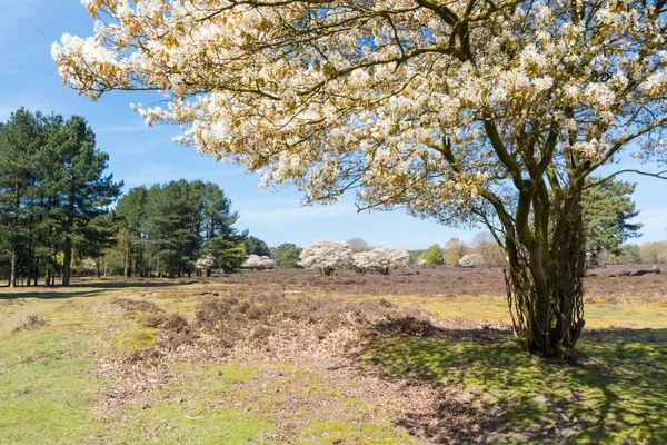 Bloeiende peerlijsterbes bomen met witte bloemen, Nederland — Stockfoto