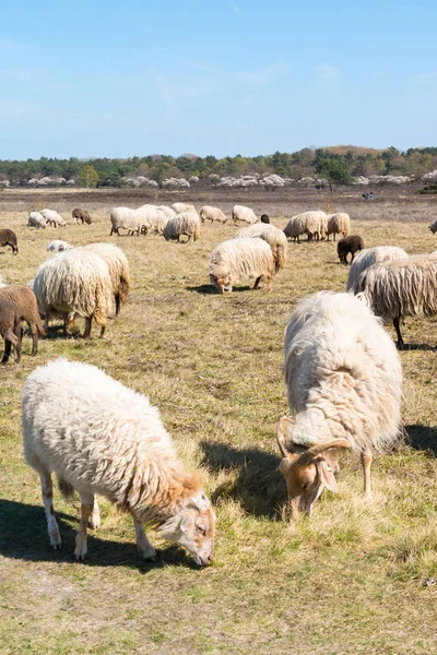 Flock av får och lamm betar på heath, Nederländerna — Stockfoto