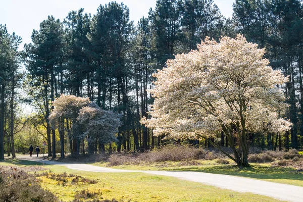 Serviceberry ağaç bloom ve yol, heath, Hollanda