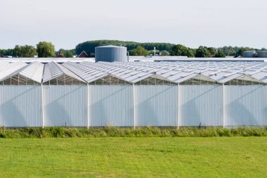 Çiçek çocuk odasında Bommelerwaard, Nether polder seralar