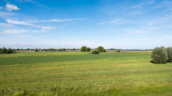 Панорама Пойменных Равнин Реки Ваал Дамбы Близ Бракеля Боммелерваард Гелдерланд — стоковое фото