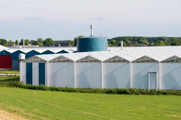 Kassen van bloem kwekerij in polder van de Bommelerwaard, Nether — Stockfoto