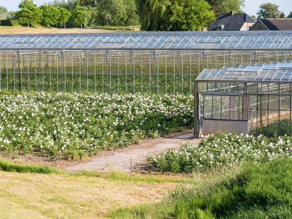 Kassen van bloem kwekerij in polder van de Bommelerwaard, Nether — Stockfoto