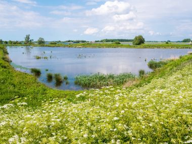 Polder manzara dike, çiçek, çimen ve bataklık sulak Tiengemeten Adası'Haringvliet Haliç, Güney Hollanda, Hollanda