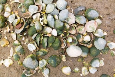 Yığın cockle kabukları plajda, Hollanda