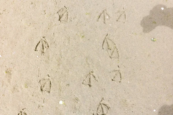 Empreintes de pattes d'oiseau avec pieds palmés dans le sable de la plage, Net — Photo