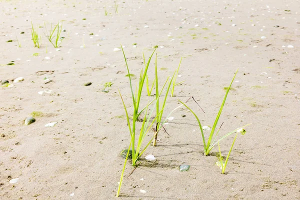 Młoda trawa rośliny rosnące w piaszczystej plaży, Holandia — Zdjęcie stockowe