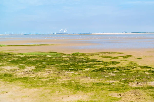 Sandflat landschap van natuur in de buurt van de Maasvlakte en naftakraker reserveren — Stockfoto