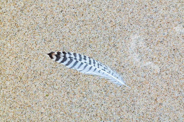 Feather of juvenile herring gull or lesser black-backed gull on — Stock Photo, Image