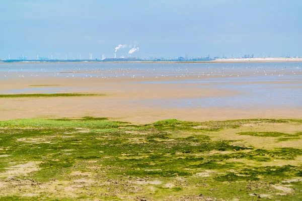 Paisaje llano de arena de reserva natural cerca de Maasvlakte y Rotterd — Foto de Stock