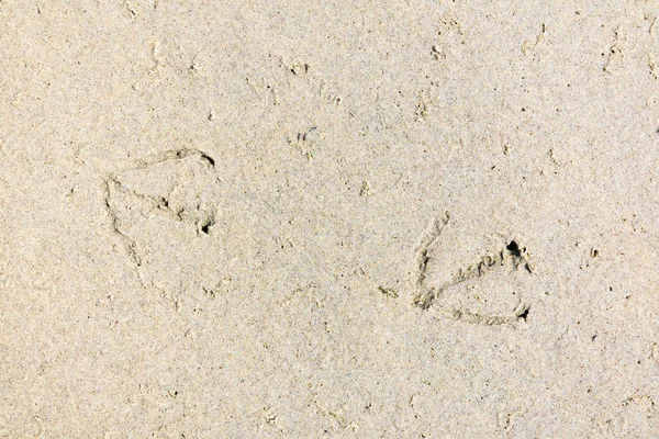 Stezka ptačích stop v písku na pláži, Nizozemsko — Stock fotografie