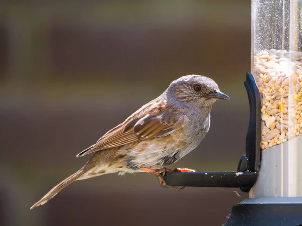 Retrato de dunnock adulto no alimentador de pássaros — Fotografia de Stock