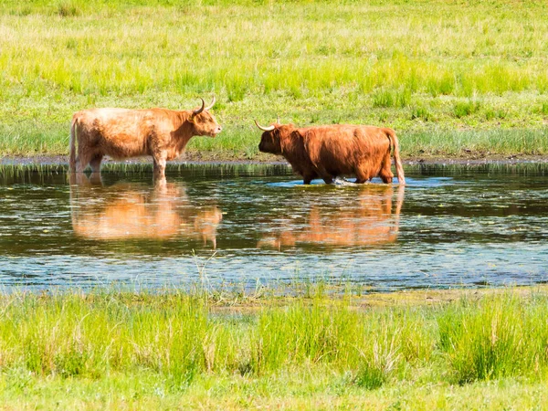Two highland cows cool off in pond on hot summer day in nature r