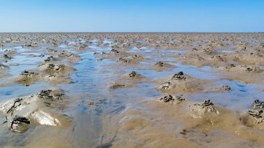Kum kurdu Waddensea mudflats, düşük tide, Hollanda çevirir