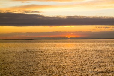 Waddensea panoraması ile sahil Adası Texel ve yüzme mühür gün batımında, Kuzey Hollanda, Hollanda