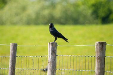 Yetişkin Batı küçük karga, Corvus monedula, üzerinde tıraşlama portresi 