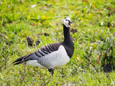 Portret of adult barnacle goose, Branta leucopsis, honking with  clipart
